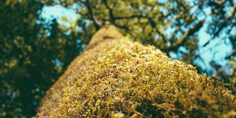 123窝窝如何以社区团购重塑三四线城市生活：融合二手交易与家政服务的运营新模式